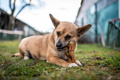 small brown dog chewing a big bone-stock-photo