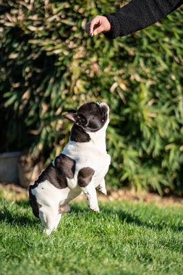 beautiful french bulldog sitting on grass and his owner feeding him-stock-foto