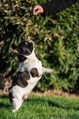 beautiful french bulldog sitting on grass and his owner feeding him-stock-foto