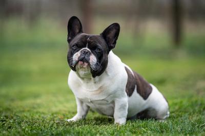 beautiful french bulldog sitting on grass-stock-foto