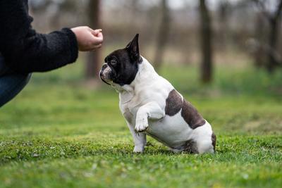 beautiful french bulldog sitting on grass and his owner feeding him-stock-foto