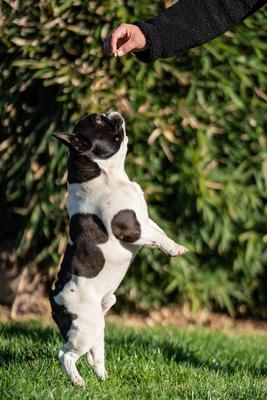 beautiful french bulldog sitting on grass and his owner feeding him-stock-foto