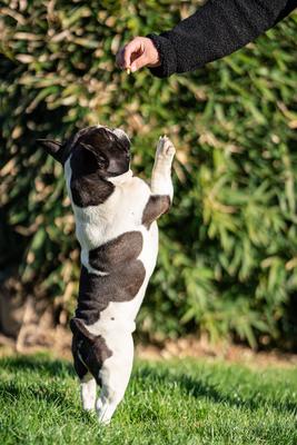 beautiful french bulldog sitting on grass and his owner feeding him-stock-foto