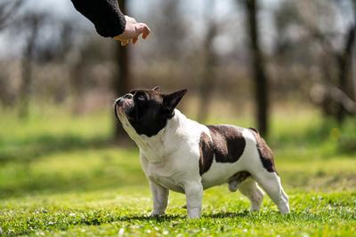 beautiful french bulldog sitting on grass and his owner feeding him-stock-foto
