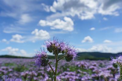 lot of beautiful purple wildflowers with cloudy sky-stock-foto