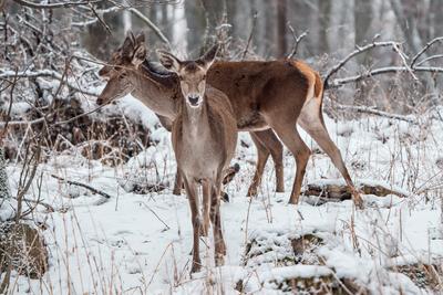 Deer standing in a forest at winter-stock-photo