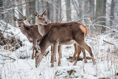 Deer standing in a forest at winter-stock-photo