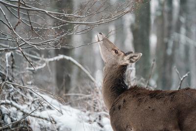 Deer standing in a forest at winter-stock-photo