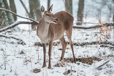 Deer standing in a forest at winter-stock-photo