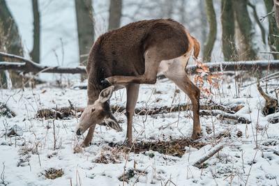 Deer standing in a forest at winter-stock-photo