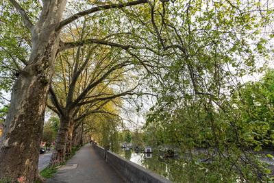 Platan trees in a line in Esztergom-stock-photo