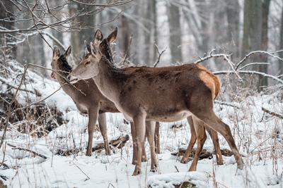 Deer standing in a forest at winter-stock-photo