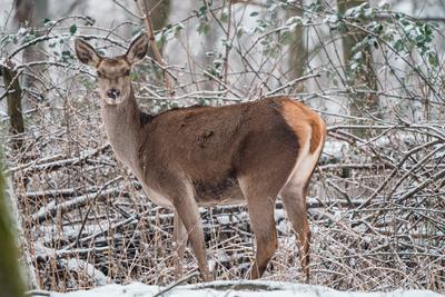 Deer standing in a forest at winter-stock-photo