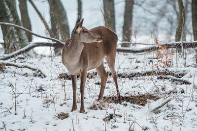 Deer standing in a forest at winter-stock-photo