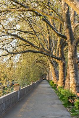 Platan trees in a line in Esztergom-stock-photo