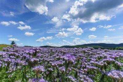 lot of beautiful purple wildflowers with cloudy sky-stock-foto