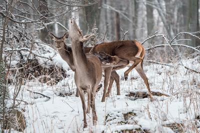 Deer standing in a forest at winter-stock-photo