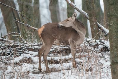 Deer standing in a forest at winter-stock-photo