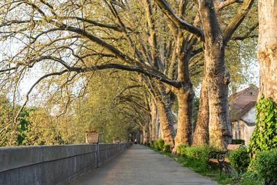 Platan trees in a line in Esztergom-stock-photo