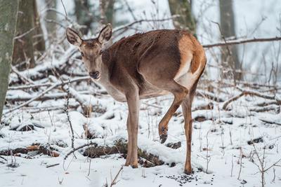 Deer standing in a forest at winter-stock-photo