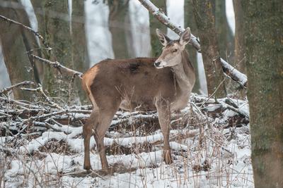 Deer standing in a forest at winter-stock-photo