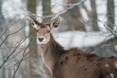 Deer standing in a forest at winter-stock-photo