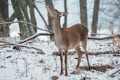 Deer standing in a forest at winter-stock-photo