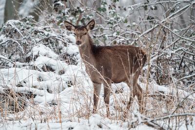 Deer standing in a forest at winter-stock-photo
