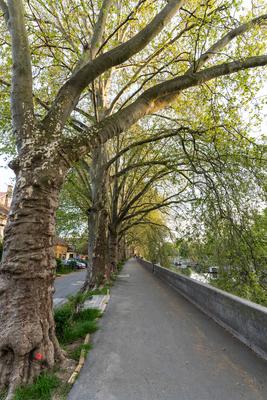 Platan trees in a line in Esztergom-stock-photo