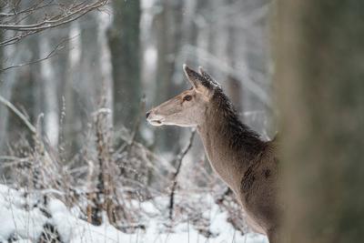 Deer standing in a forest at winter-stock-photo