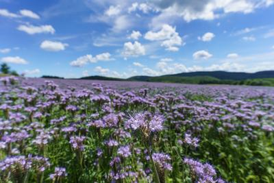 lot of beautiful purple wildflowers with cloudy sky-stock-foto