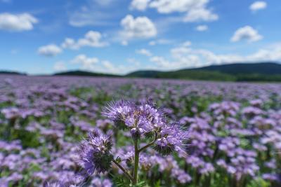 lot of beautiful purple wildflowers with cloudy sky-stock-foto