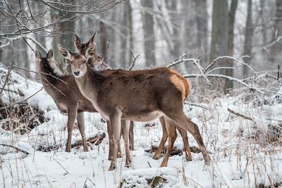 Deer standing in a forest at winter-stock-photo