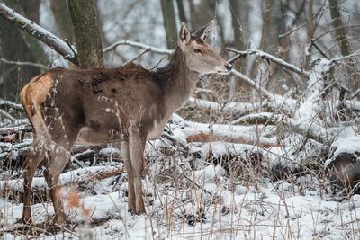 Deer standing in a forest at winter-stock-photo