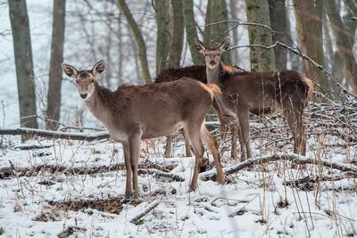 Deer standing in a forest at winter-stock-photo