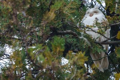 Albino long-eared owl - Asio Otus, relaxing on a tree-stock-photo