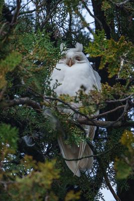 Albino long-eared owl - Asio Otus, relaxing on a tree-stock-photo