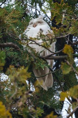 Albino long-eared owl - Asio Otus, relaxing on a tree-stock-photo