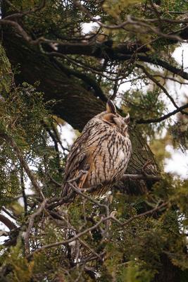 Long-eared owl - Asio Otus, relaxing on a tree-stock-photo