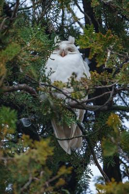 Albino long-eared owl - Asio Otus, relaxing on a tree-stock-photo
