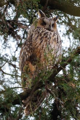 Long-eared owl - Asio Otus, relaxing on a tree-stock-photo