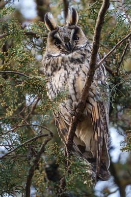 Long-eared owl - Asio Otus, relaxing on a tree-stock-photo