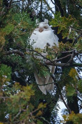 Albino long-eared owl - Asio Otus, relaxing on a tree-stock-photo