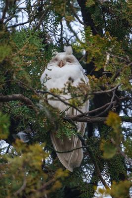 Albino long-eared owl - Asio Otus, relaxing on a tree-stock-photo