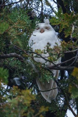 Albino long-eared owl - Asio Otus, relaxing on a tree-stock-photo