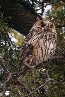 Long-eared owl - Asio Otus, relaxing on a tree-stock-photo