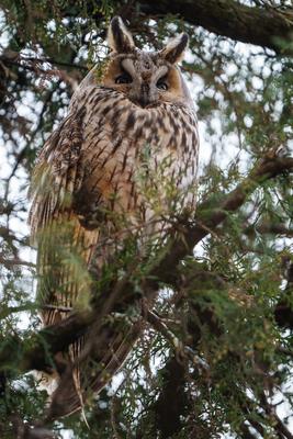 Long-eared owl - Asio Otus, relaxing on a tree-stock-photo