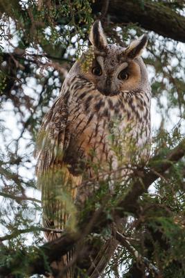 Long-eared owl - Asio Otus, relaxing on a tree-stock-photo