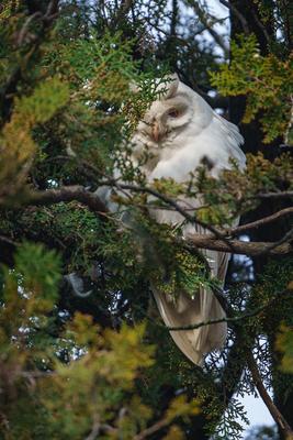 Albino long-eared owl - Asio Otus, relaxing on a tree-stock-photo