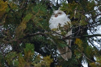 Albino long-eared owl - Asio Otus, relaxing on a tree-stock-photo